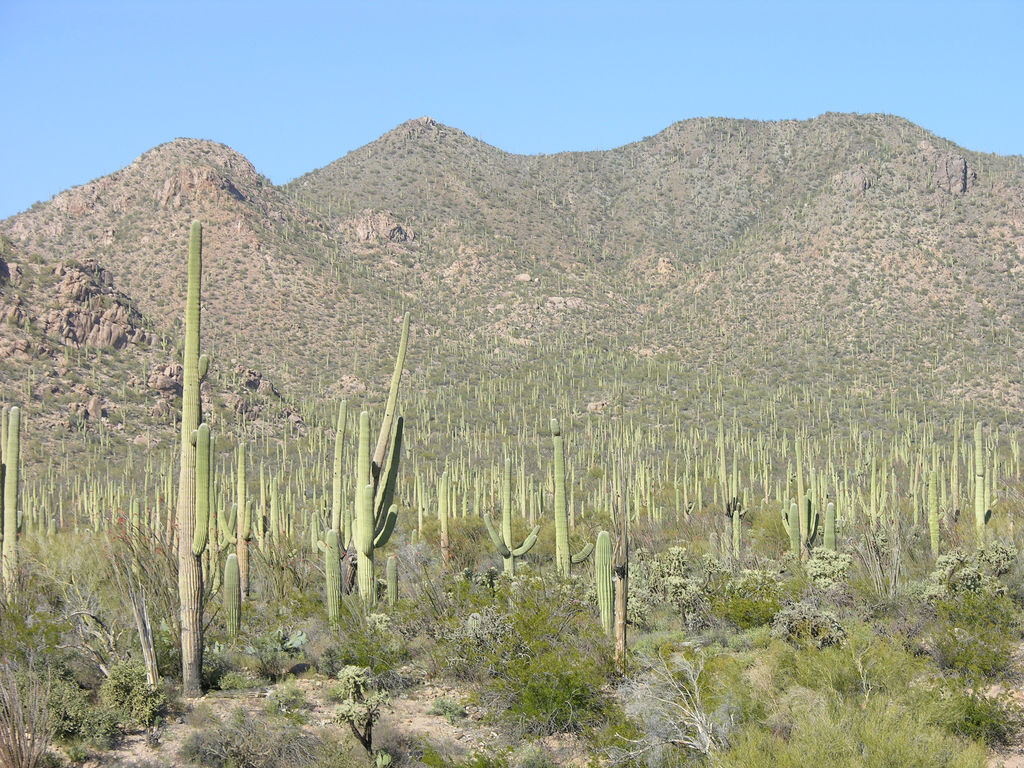 Saguaro Arizona USA.